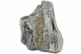 Fossil Titanothere (Megacerops) Limb Bone End - South Dakota #229055-1